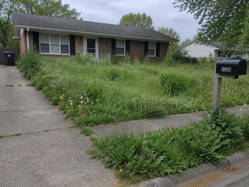 Overgrown yard before mowing service